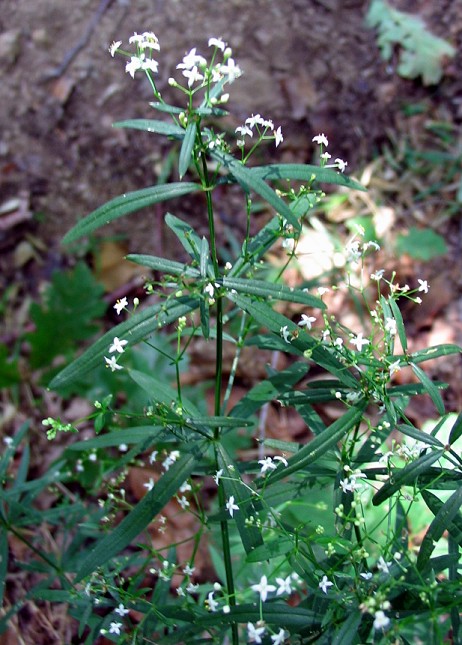 Galium laevigatum ?
